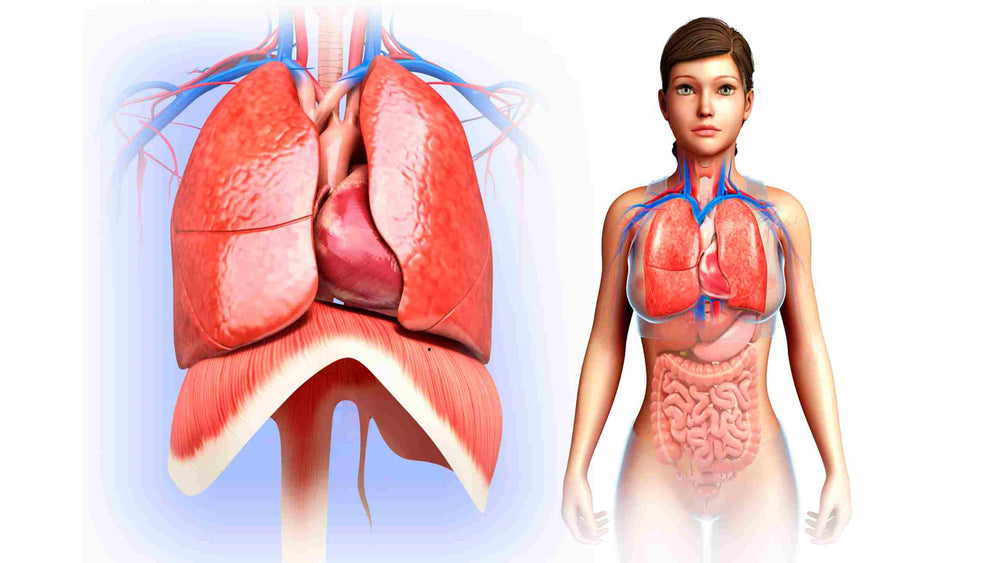 Comment Nettoyer Ses Poumons En Seulement 3 Jours Comment nettoyer ses poumons en seulement 3 jours?