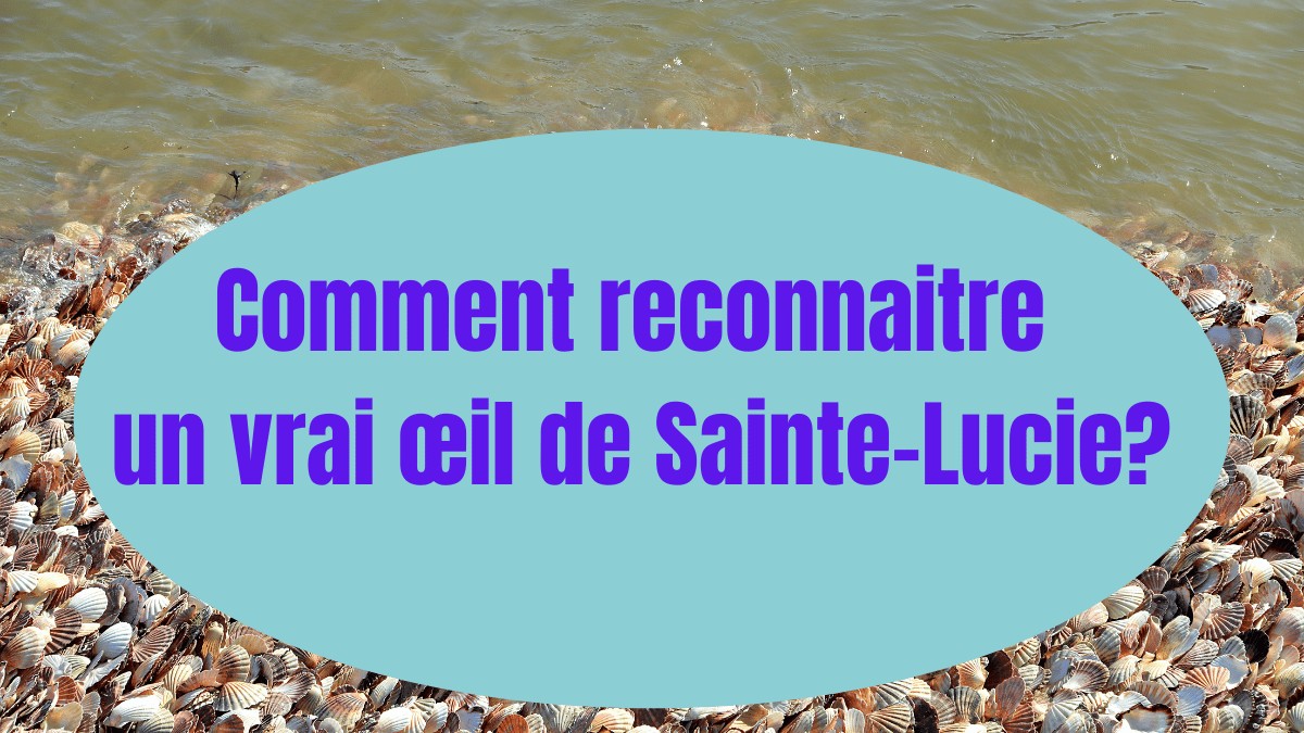 comment reconnaitre un vrai œil de sainte-lucie