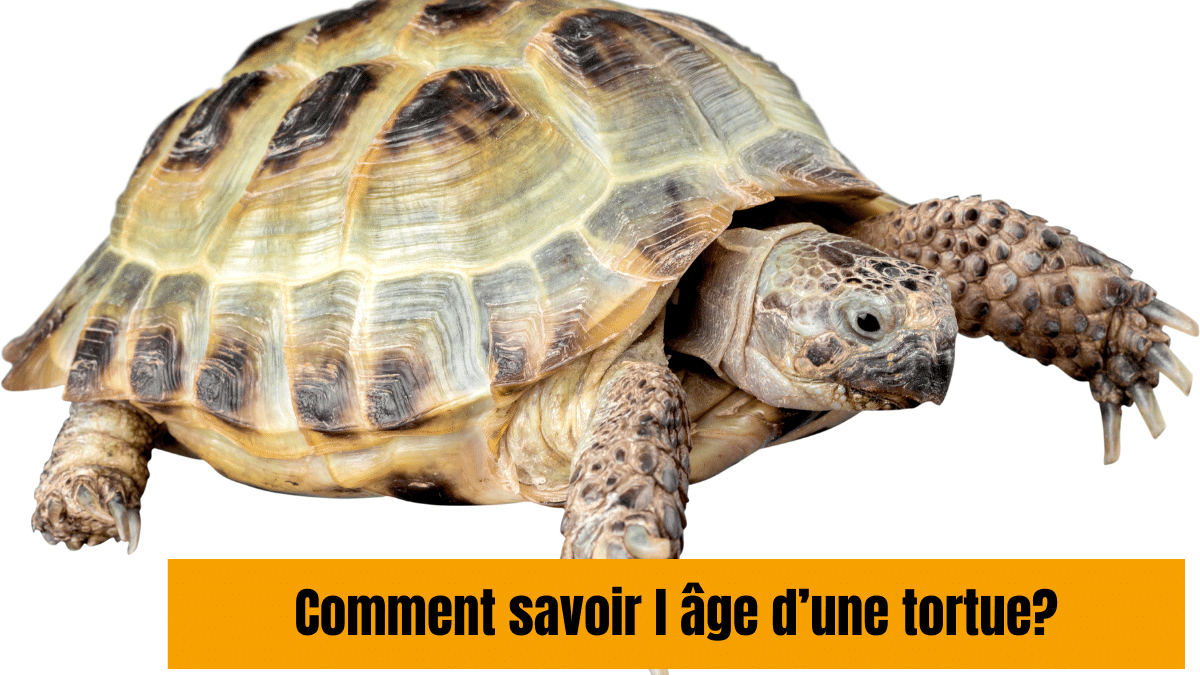 comment savoir l âge d une tortue