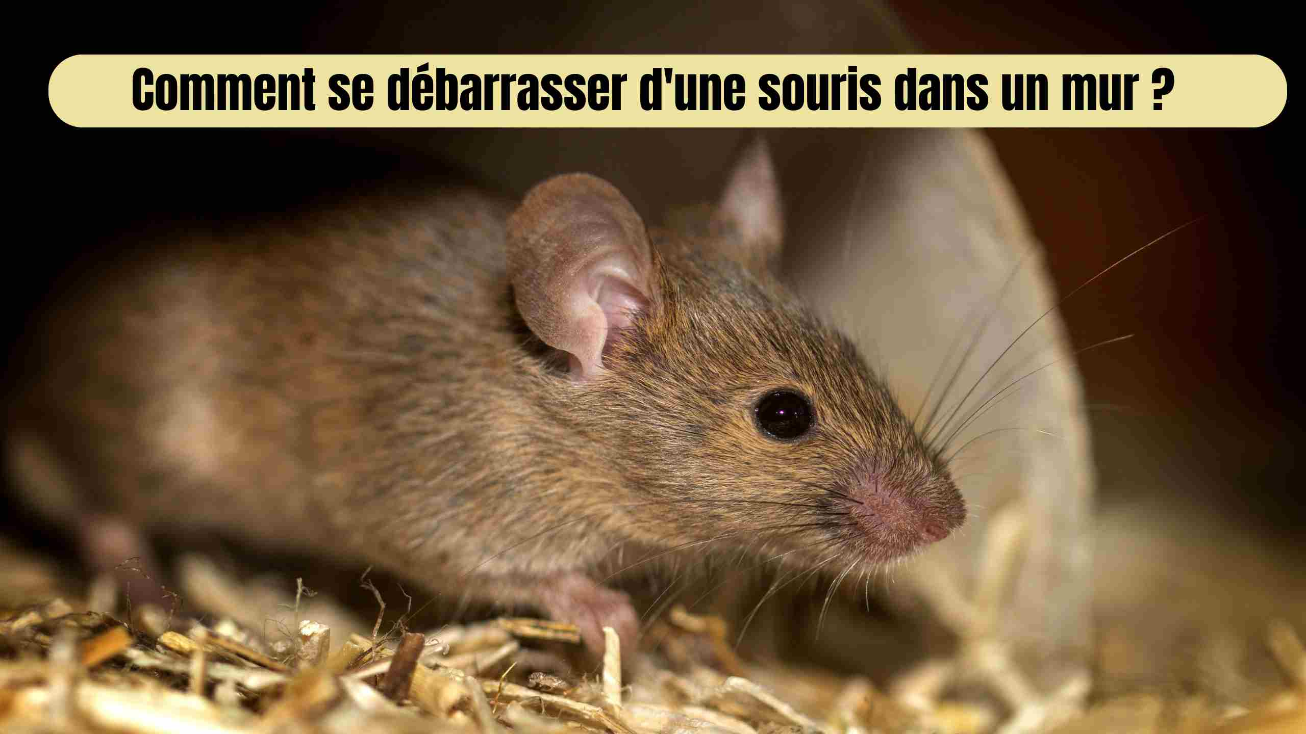 Comment se débarrasser d'une souris dans un mur ?