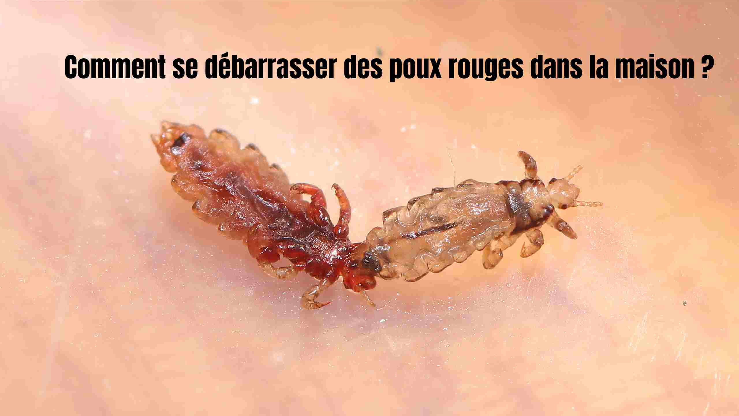 Comment se débarrasser des poux rouges dans la maison ?