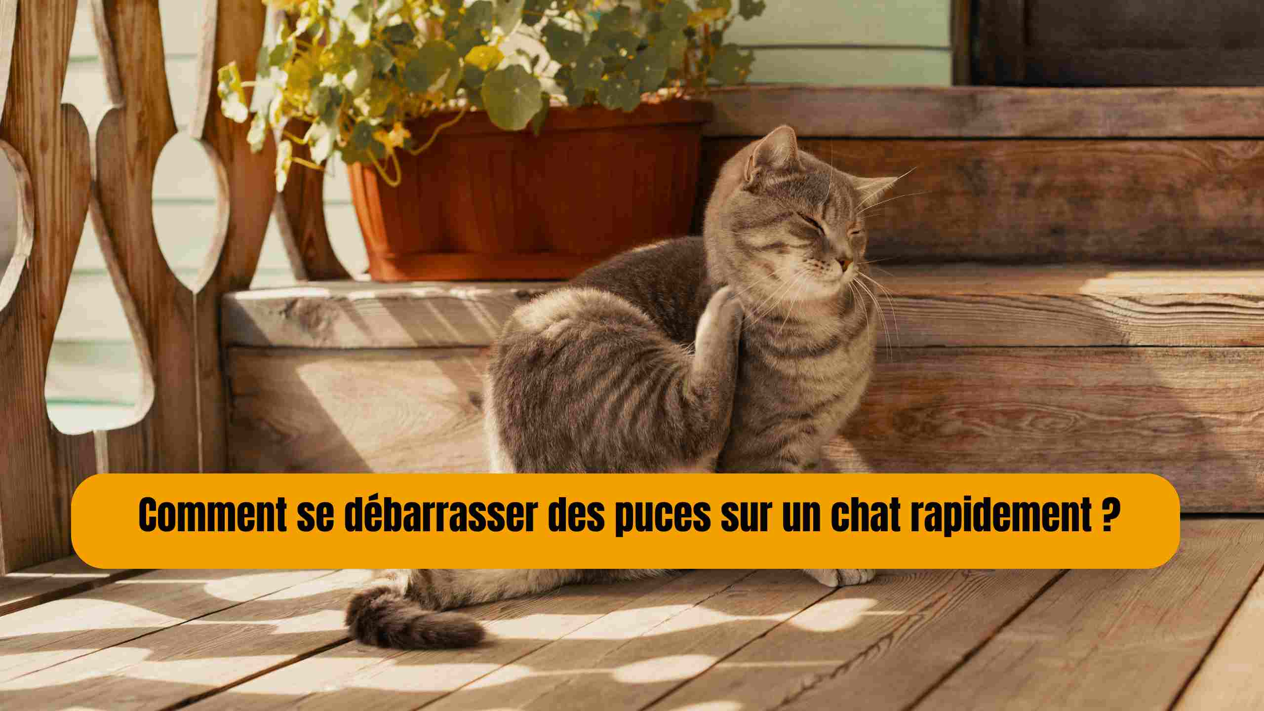 Comment se débarrasser des puces sur un chat rapidement ?