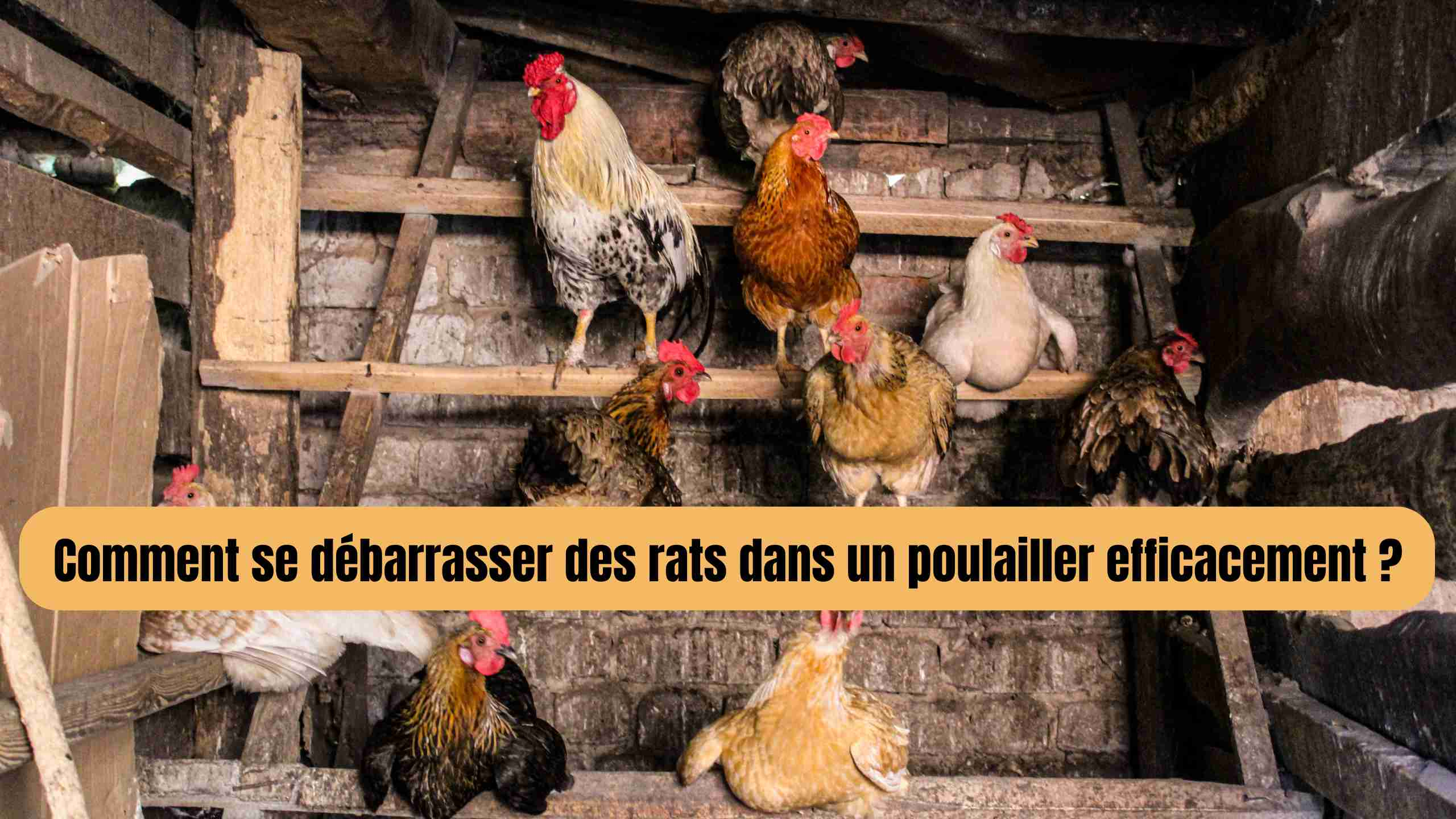 Comment se débarrasser des rats dans un poulailler efficacement ?