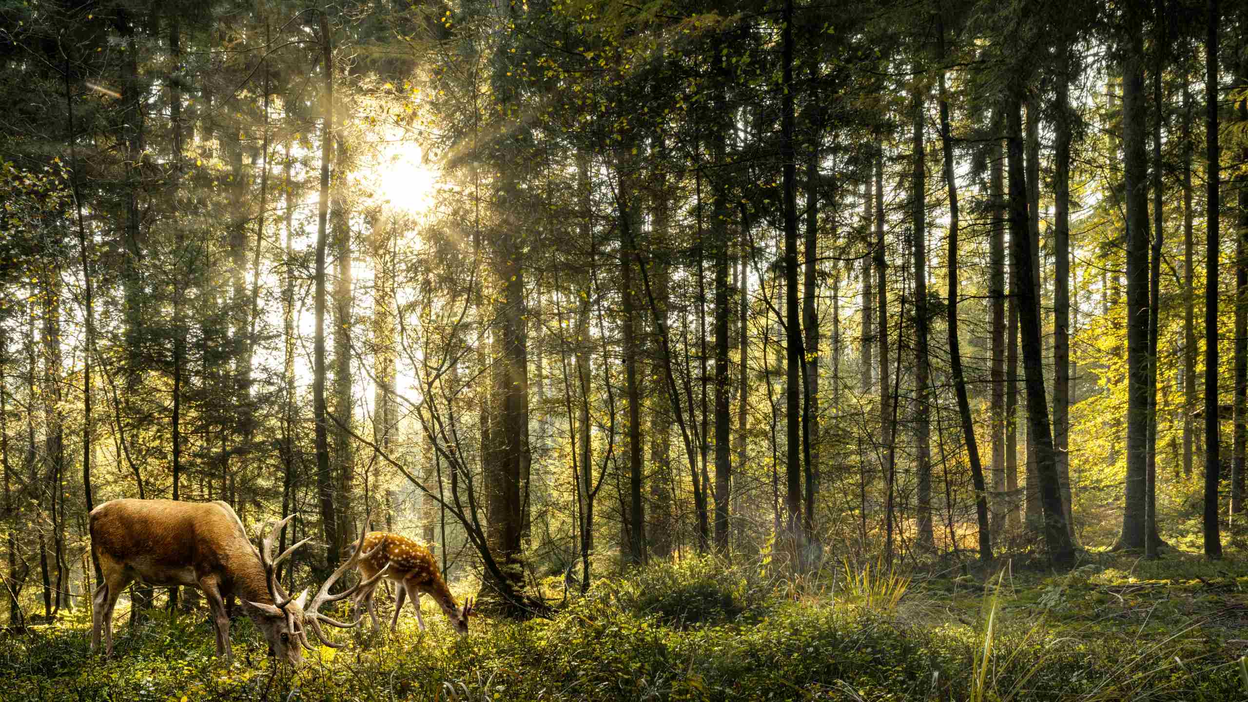 conte des animaux de la foret