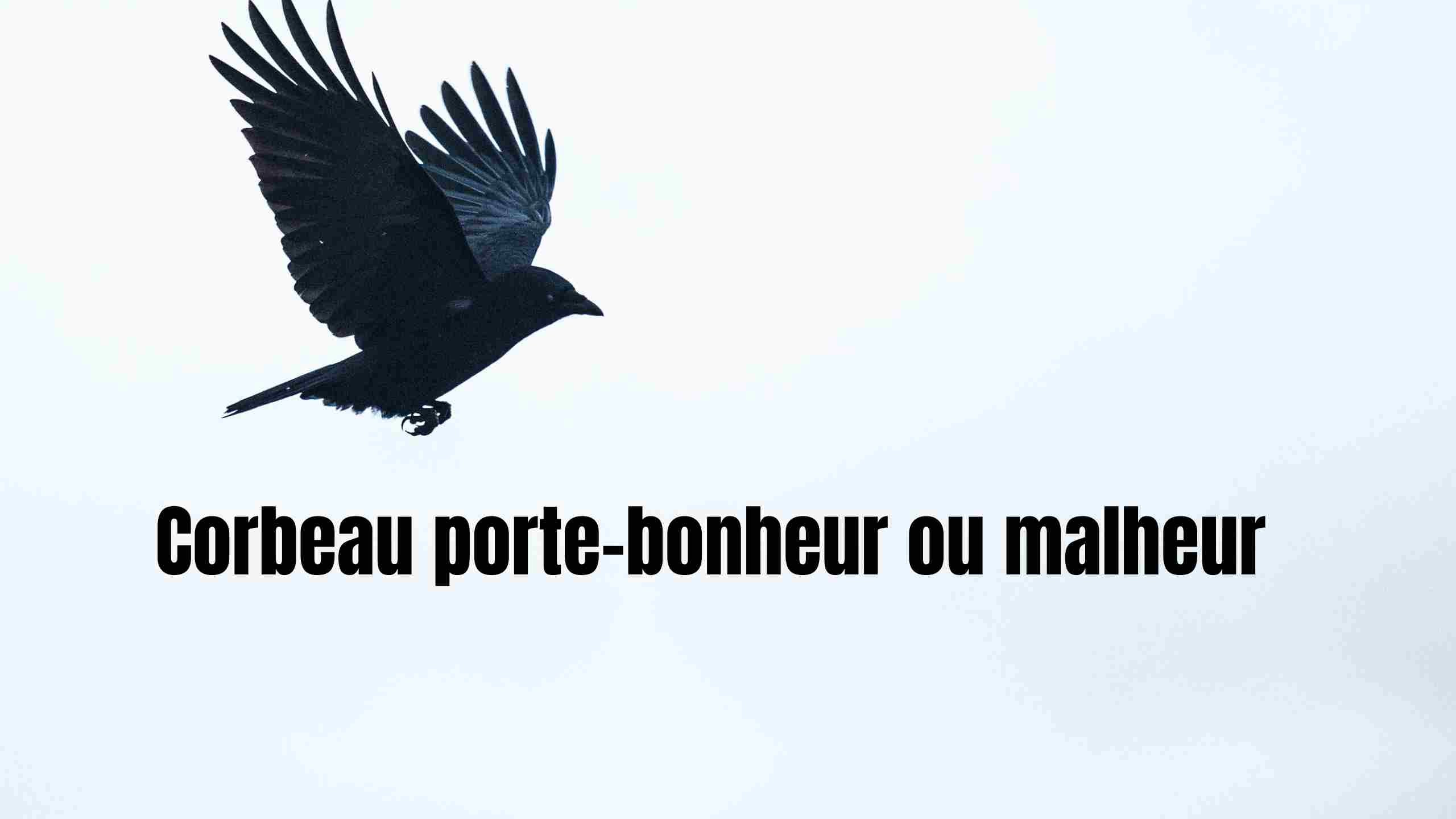 corbeau porte-bonheur ou malheur