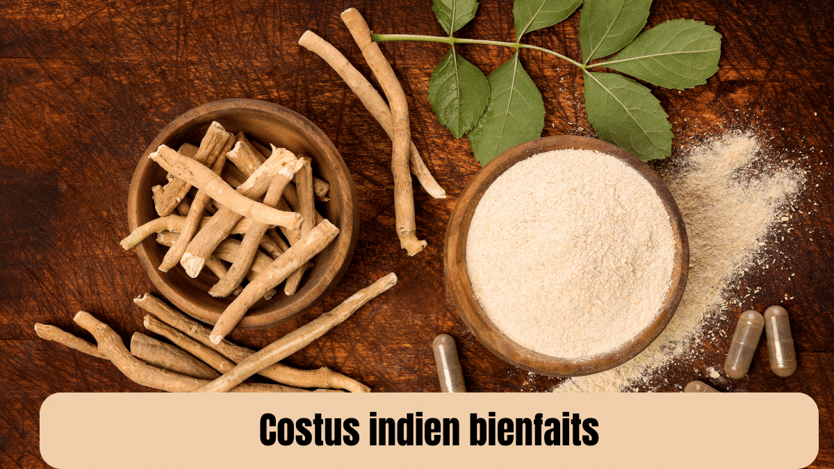 costus indien bienfaits
