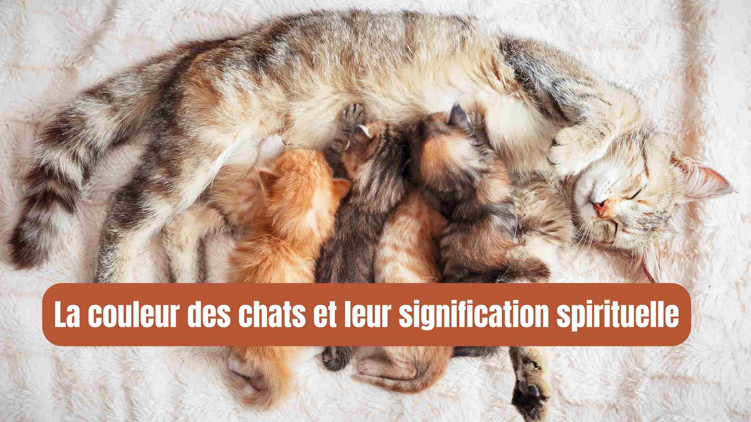 couleur chat signification spirituelle