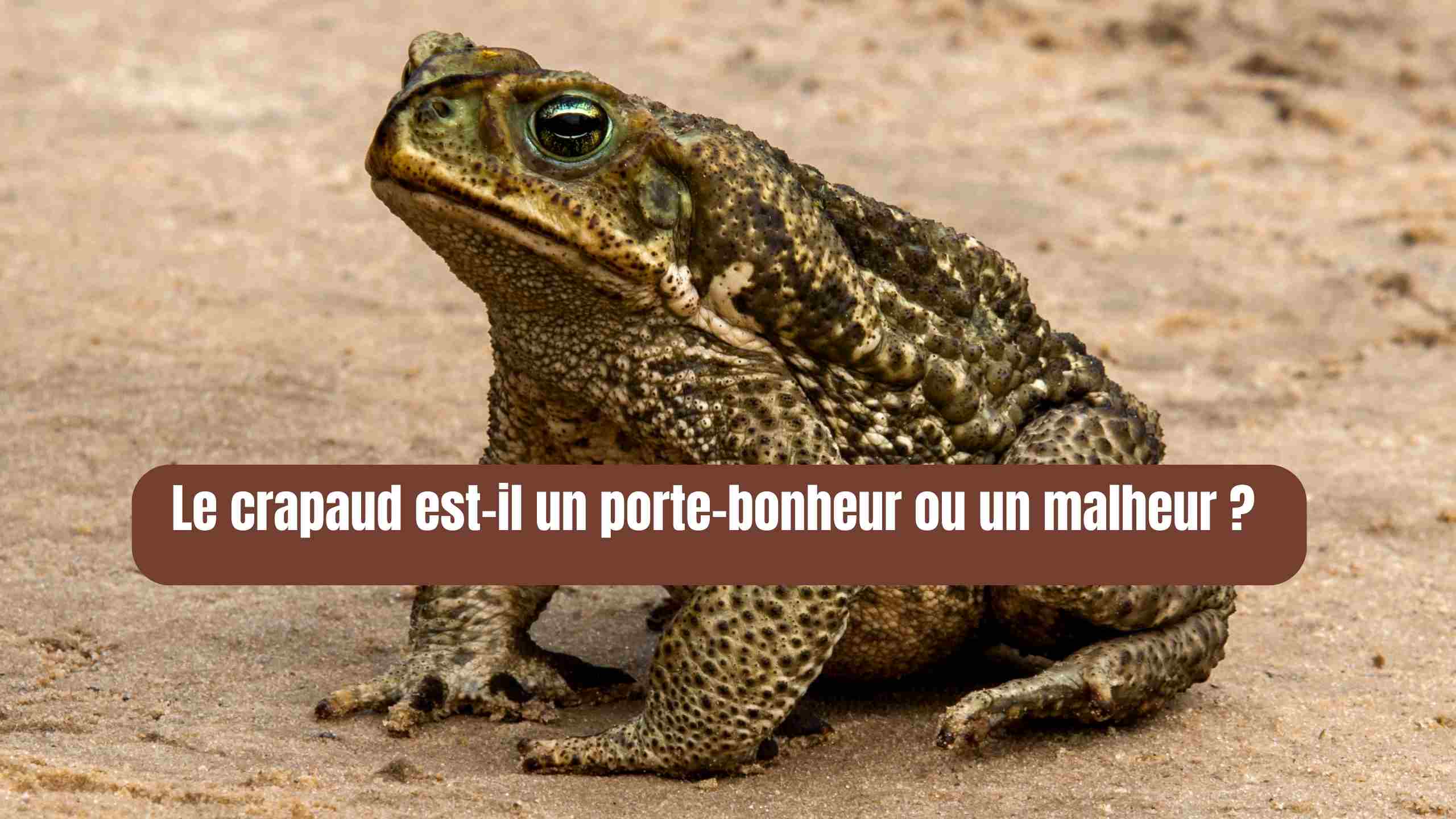 crapaud porte bonheur ou malheur