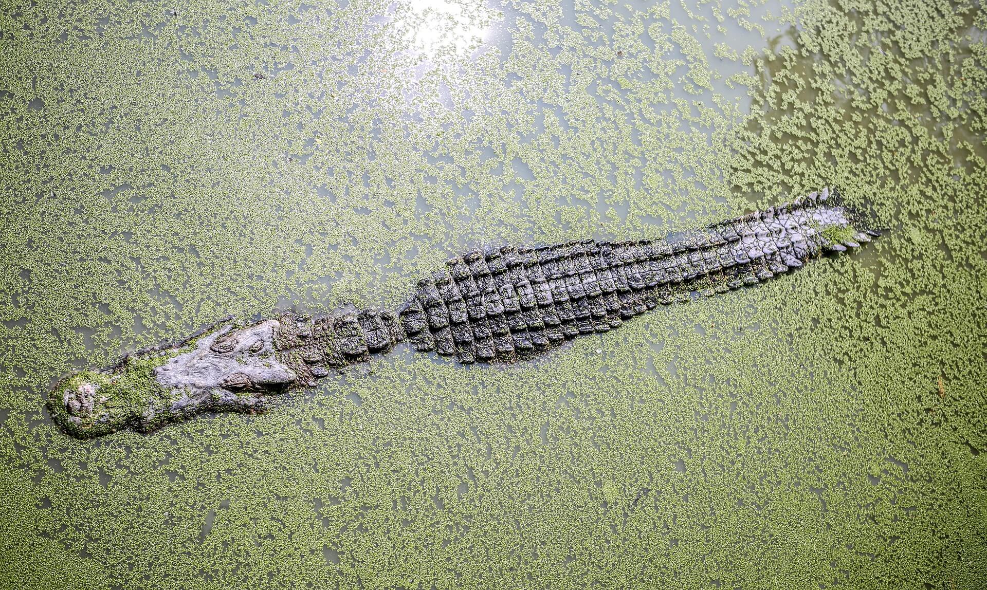 peau de crocodile