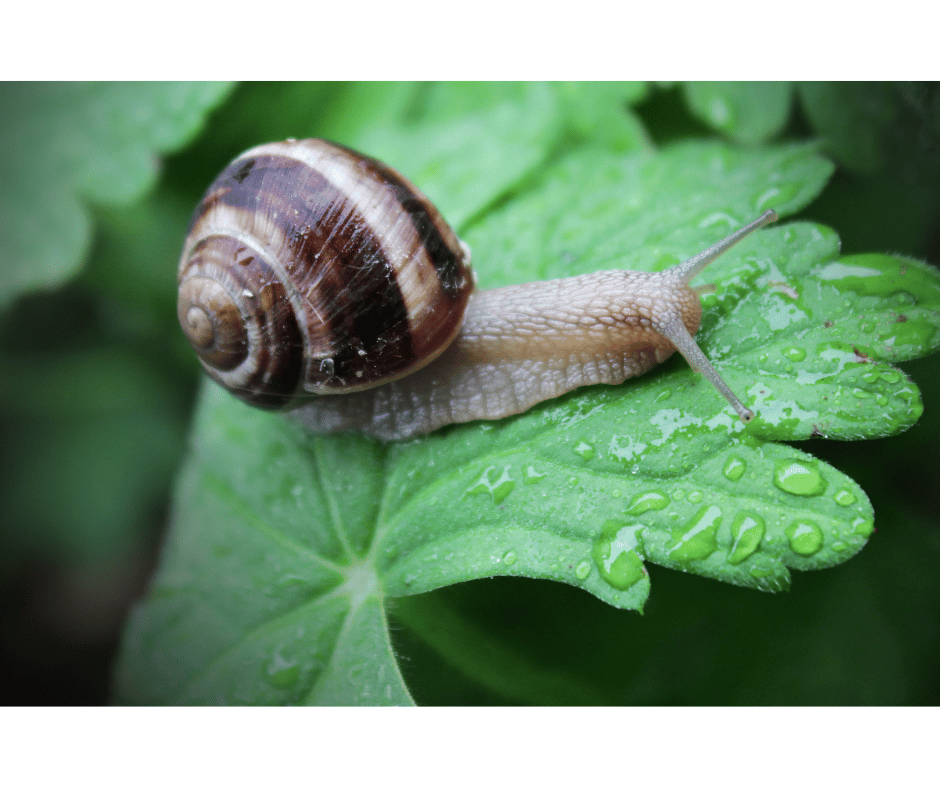 Escargot signification spirituelle