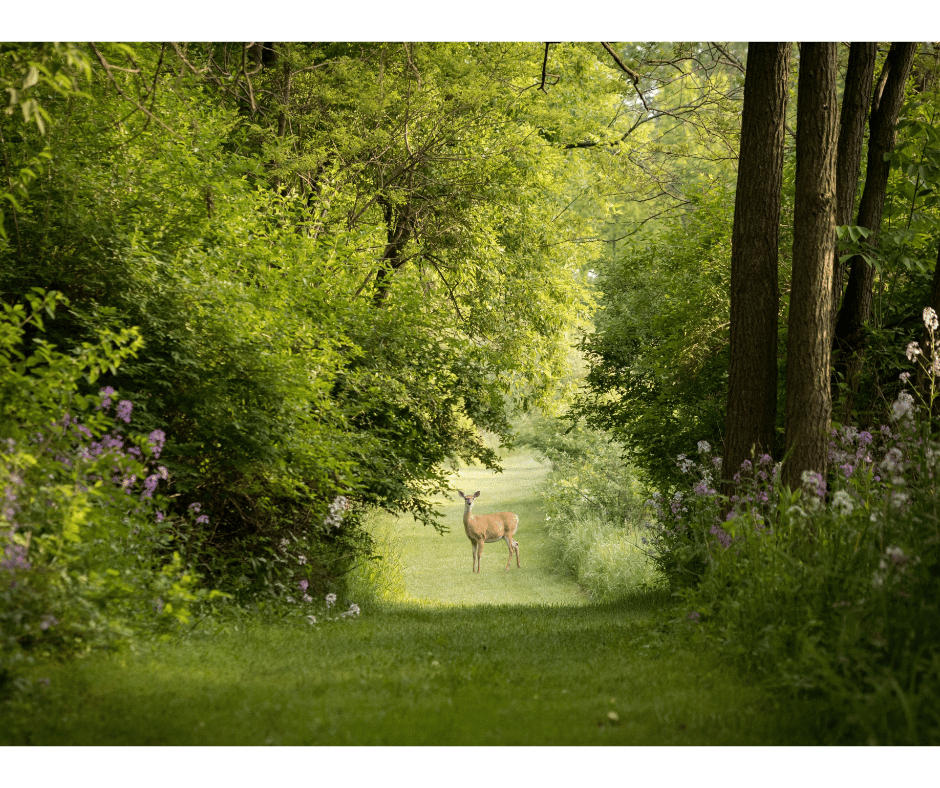 fee de la nature