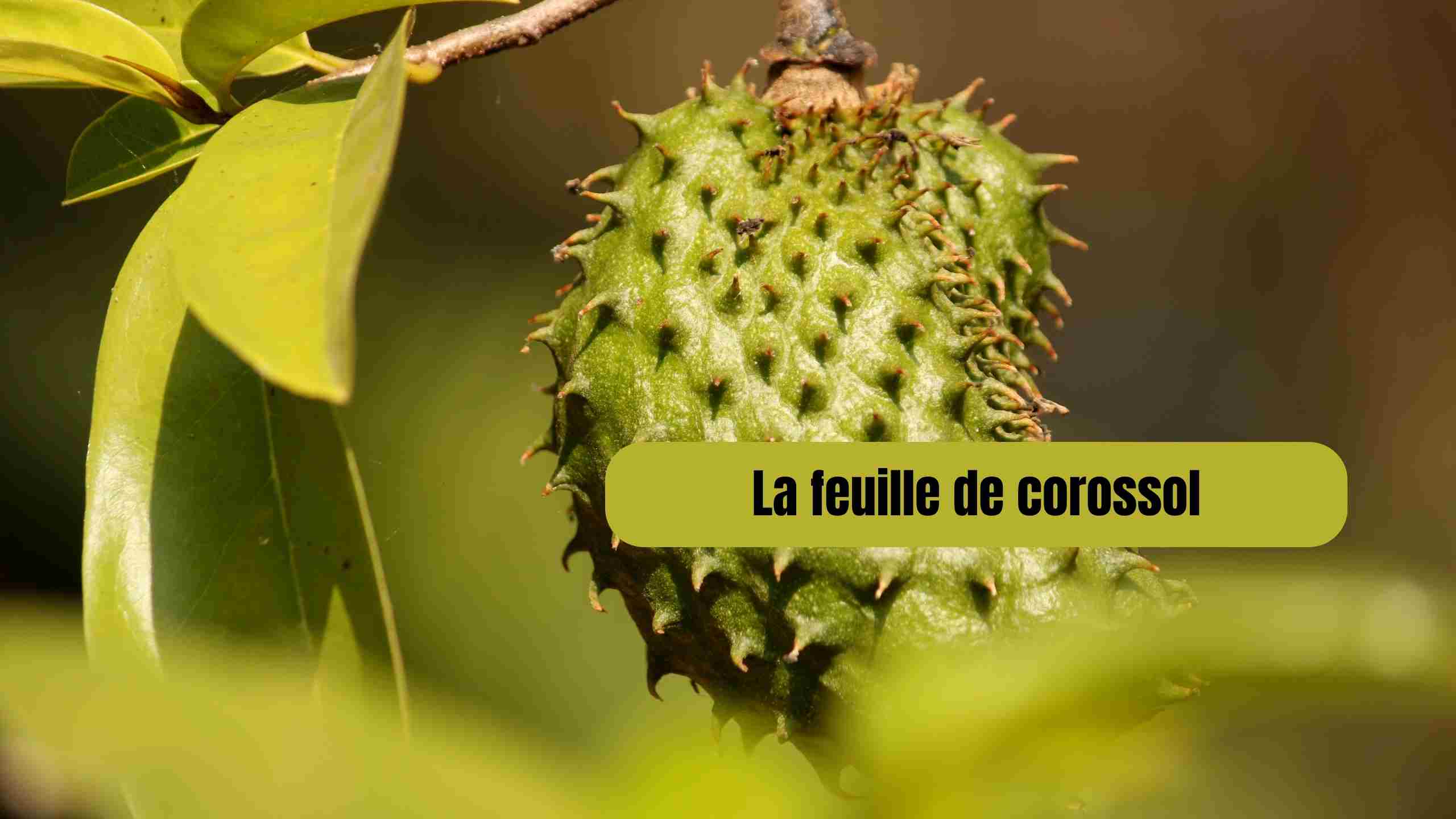 feuille de corossol