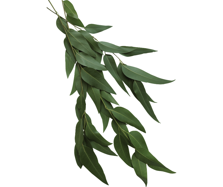 Feuilles d'eucalyptus entières - Condiments/Aromates - achat, utilisation  et histoire - MesÉpices.com