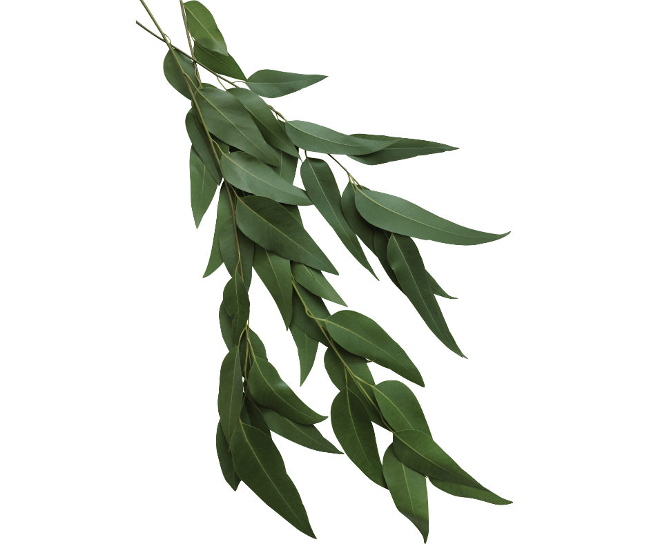 feuille eucalyptus