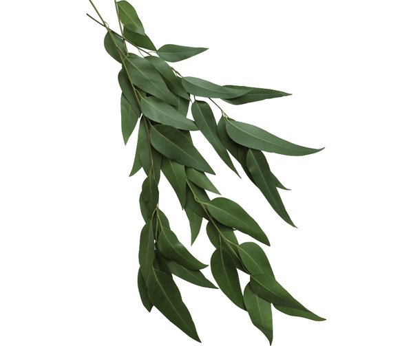 feuille eucalyptus