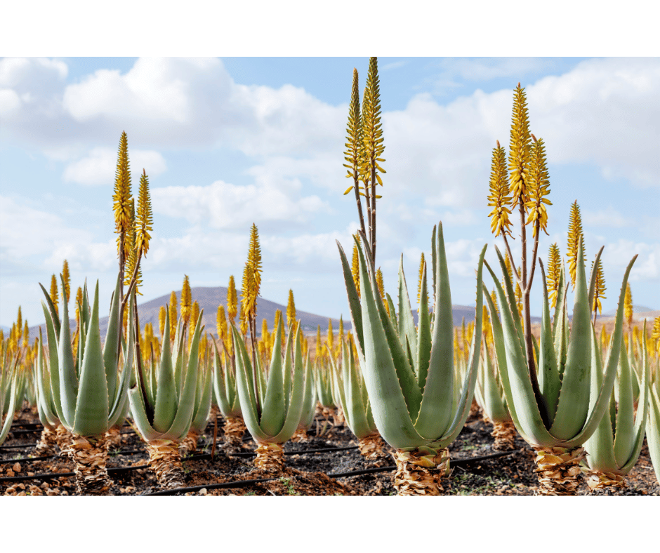 fleur aloe vera