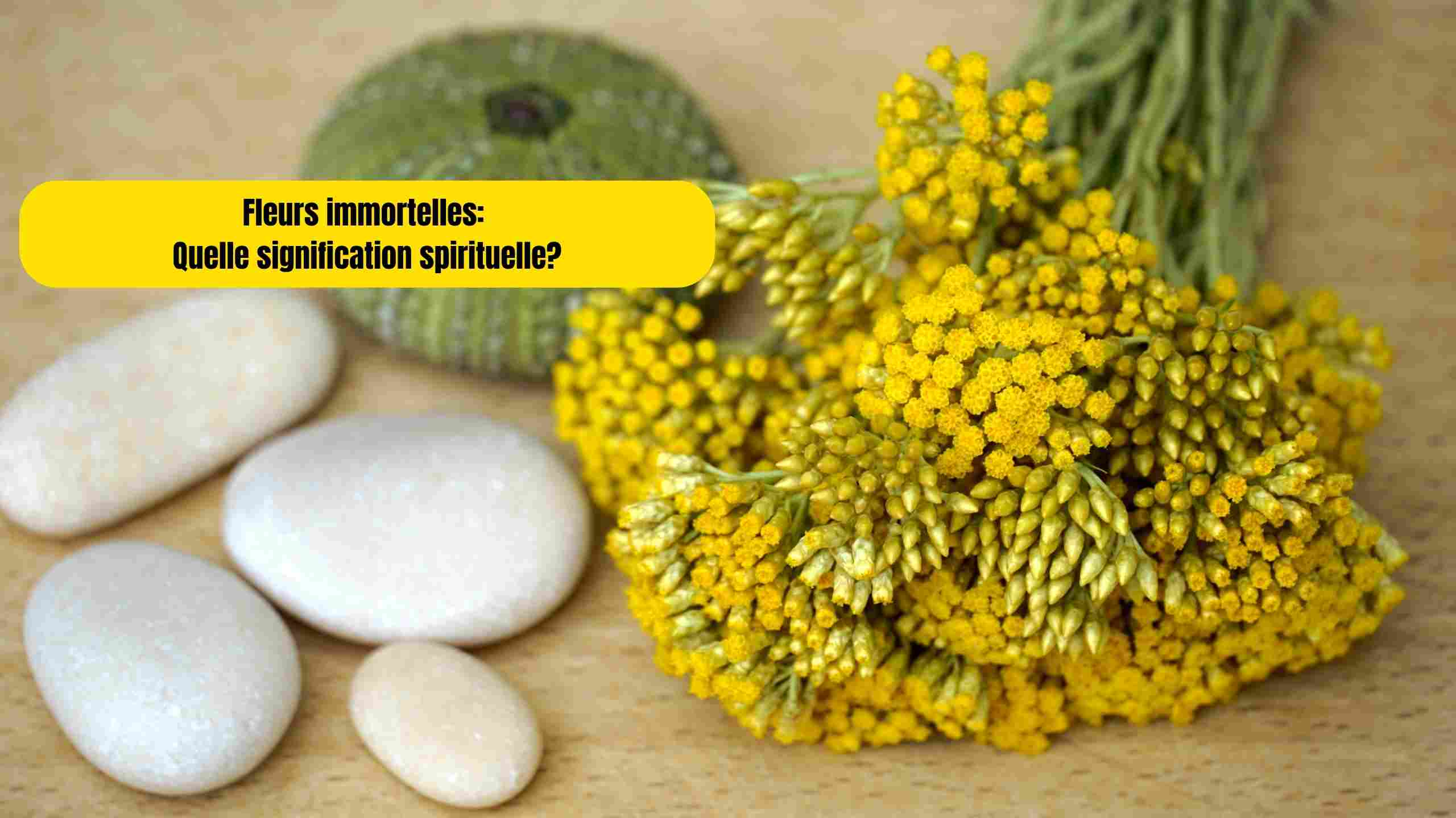Fleurs immortelles : symbole, signification spirituelle et rêves expliqués