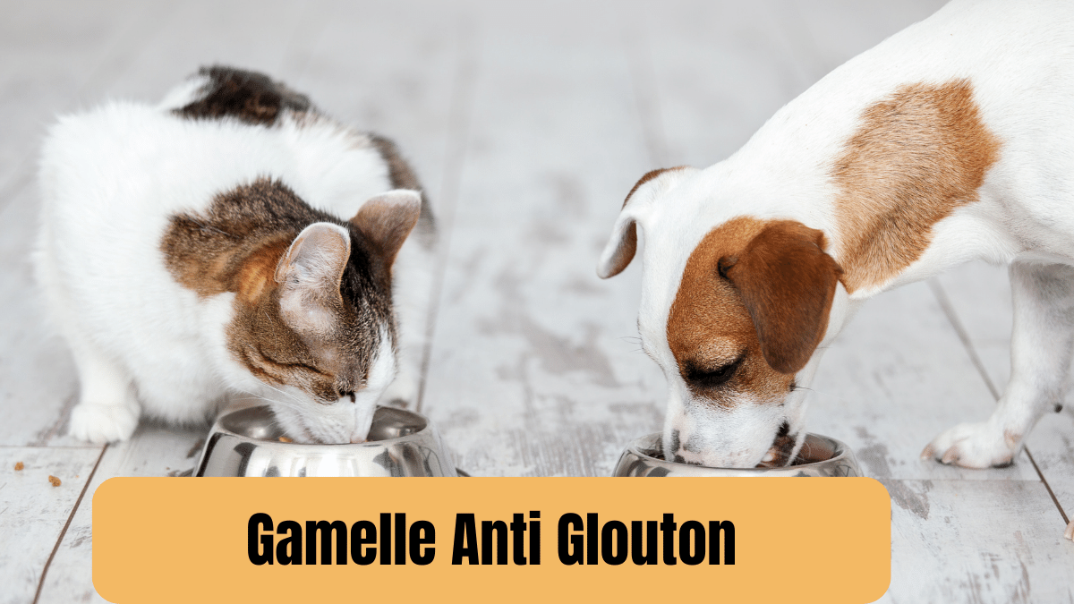 gamelle anti glouton