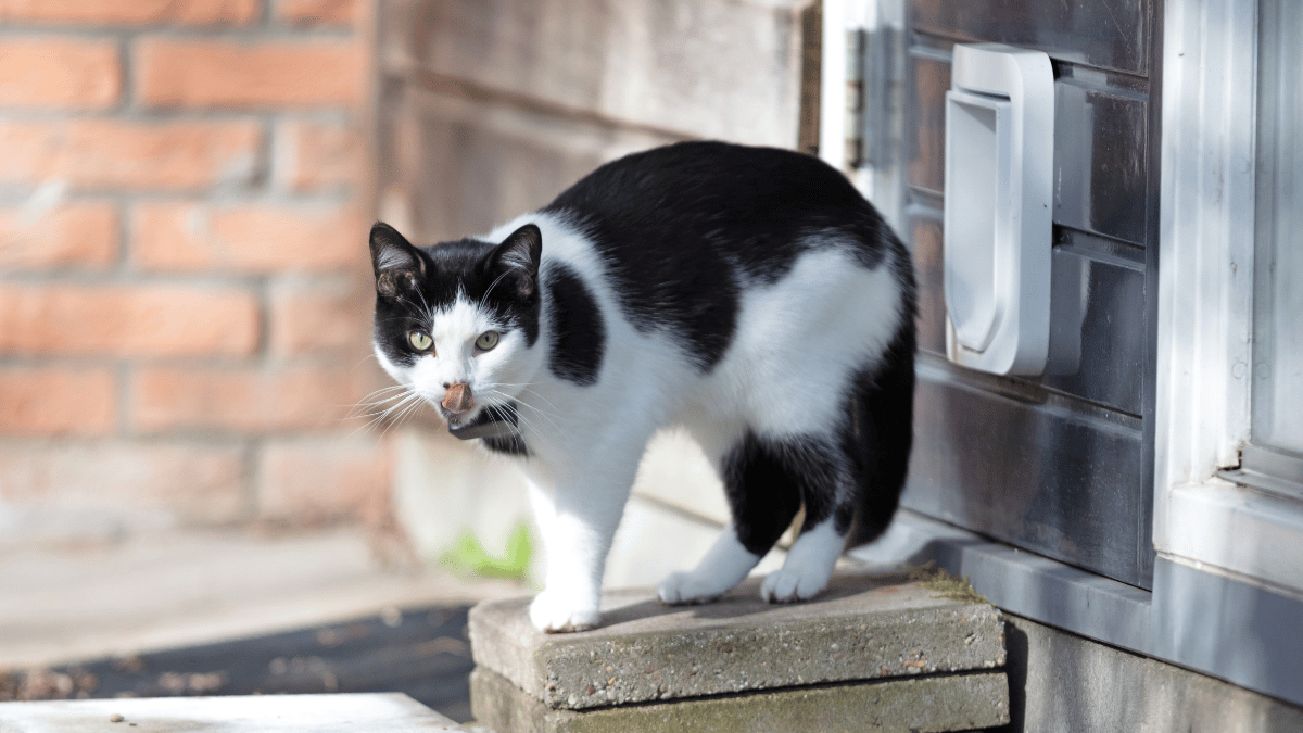 gps chat sans abonnement