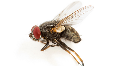Tout savoir sur les gros insectes volants : Identification et comporte