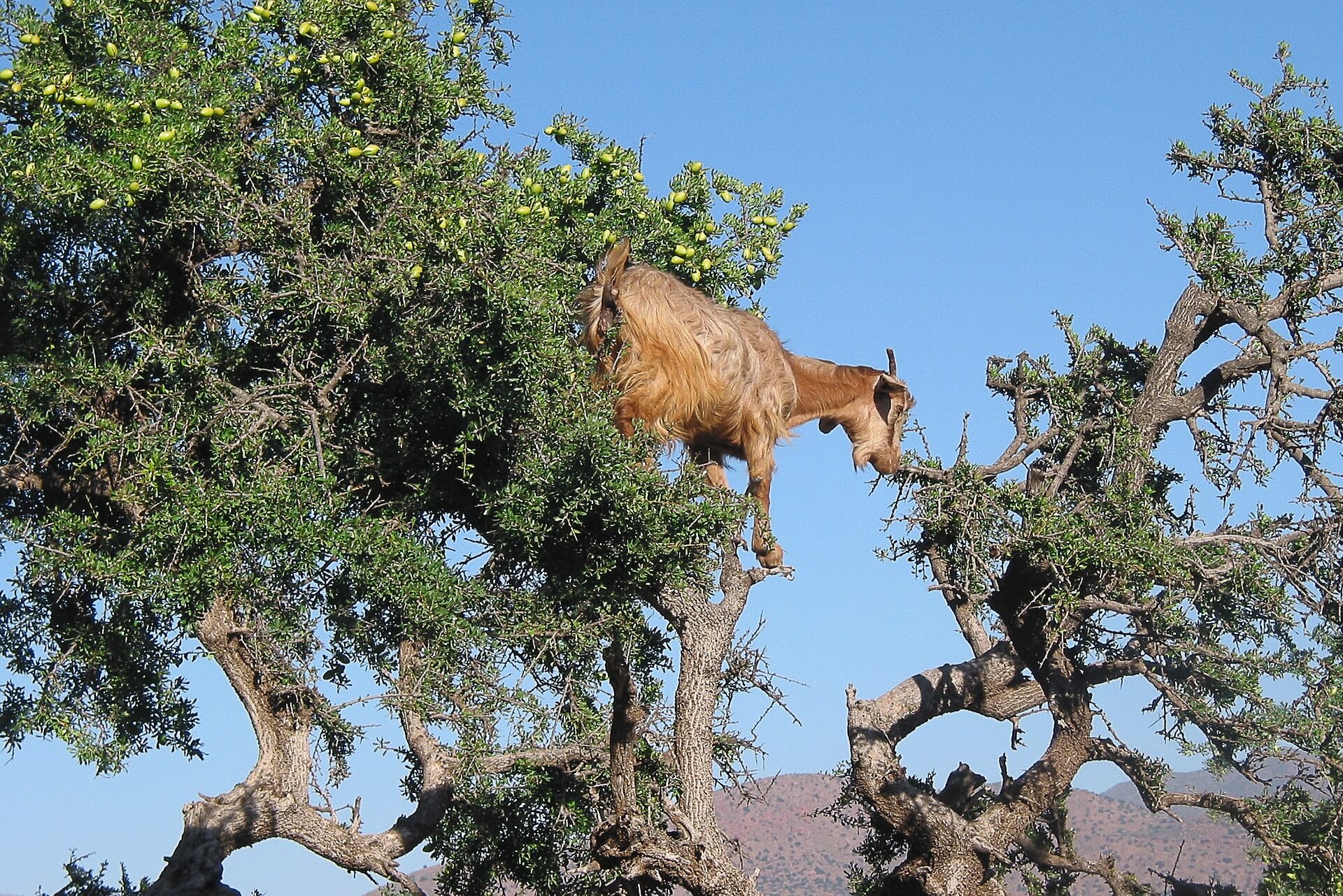 huile d'argan cheveux