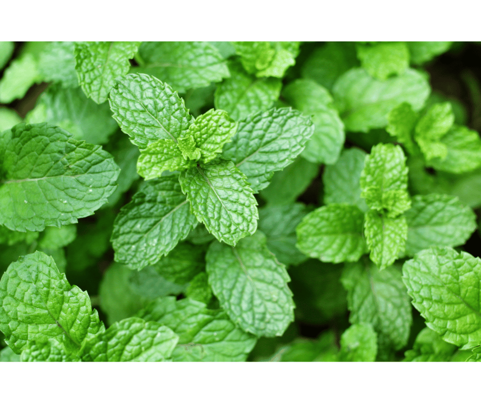 L'huile essentielle de menthe poivrée