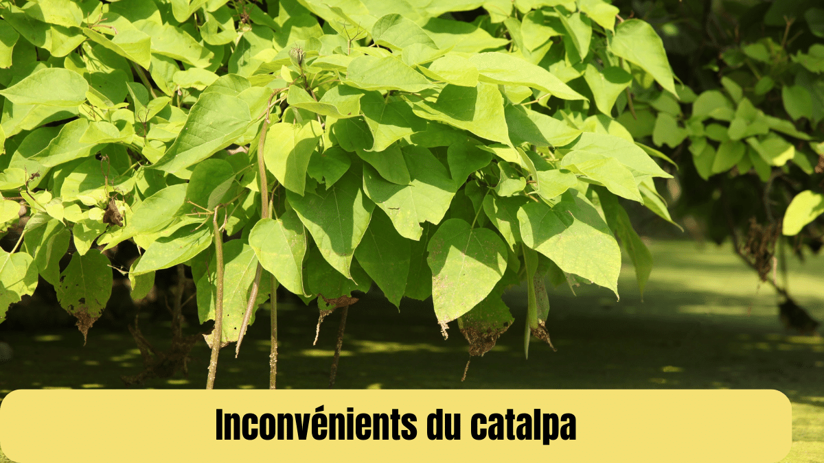 inconvenients du catalpa