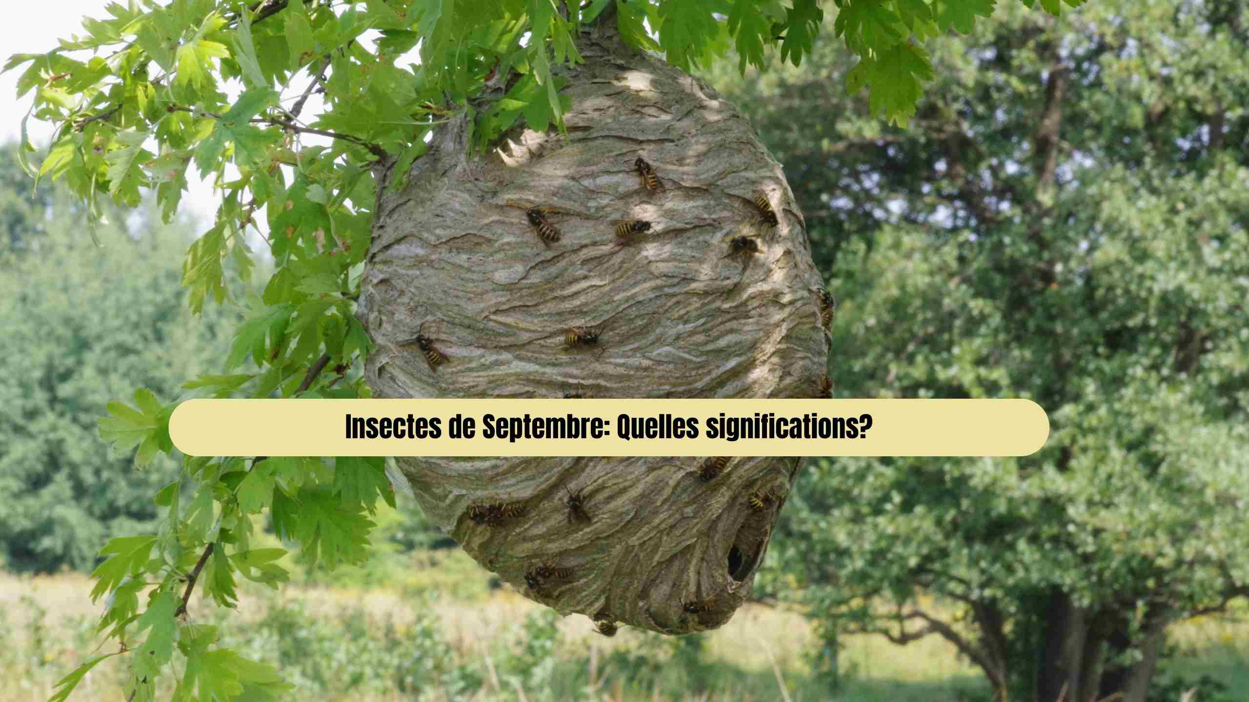 insectes de septembre signification