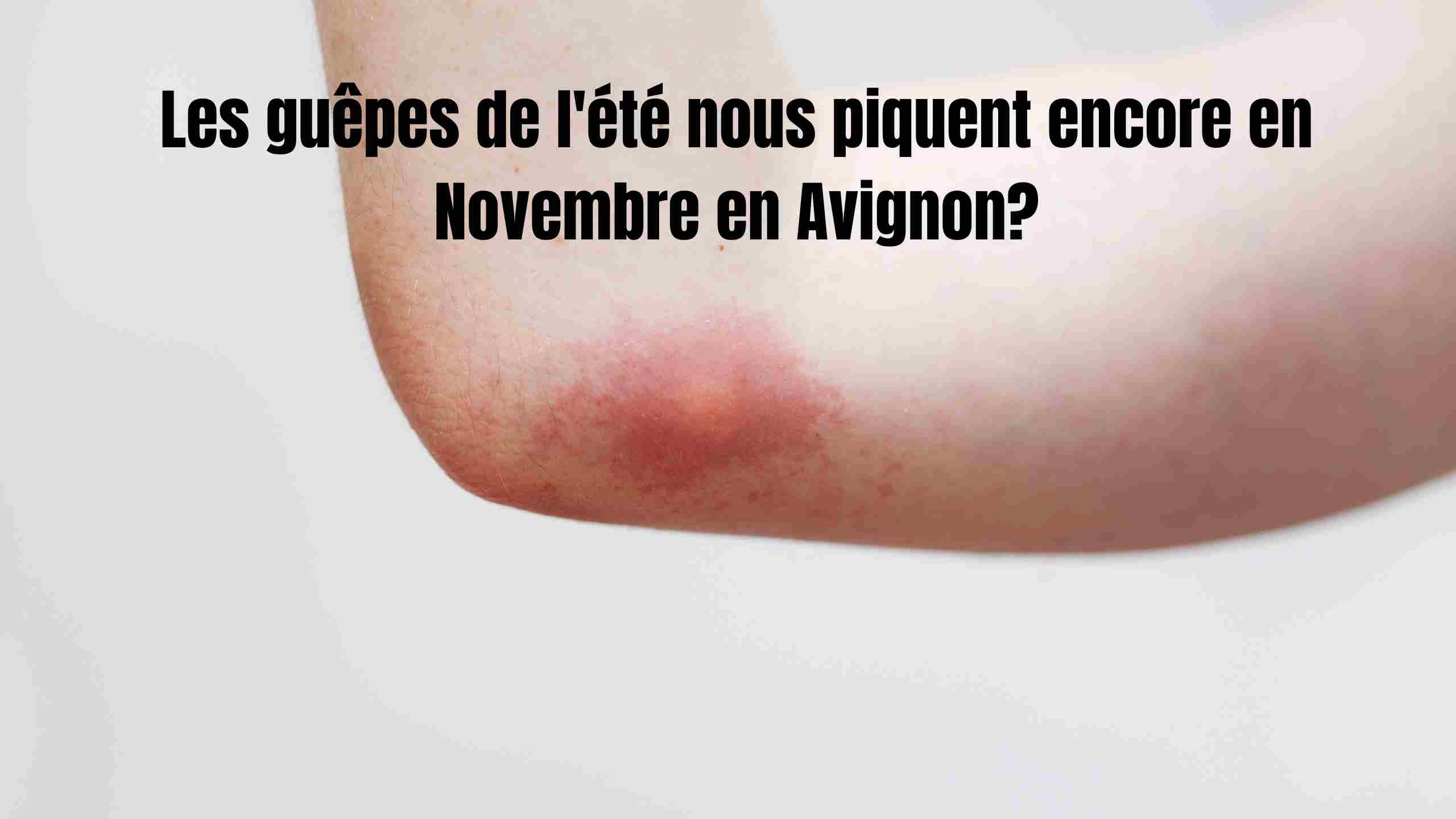 Les guêpes de l'été nous piquent encore en Novembre en Avignon