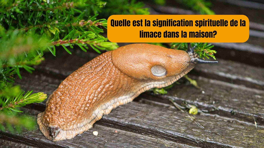 Limace dans la maison : signification spirituelle, message et symboliq