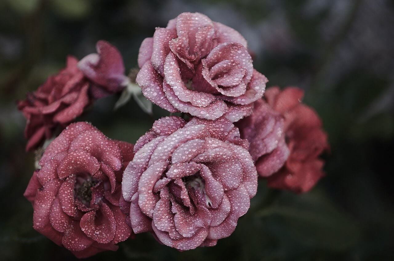 meilleure eau de roses visage