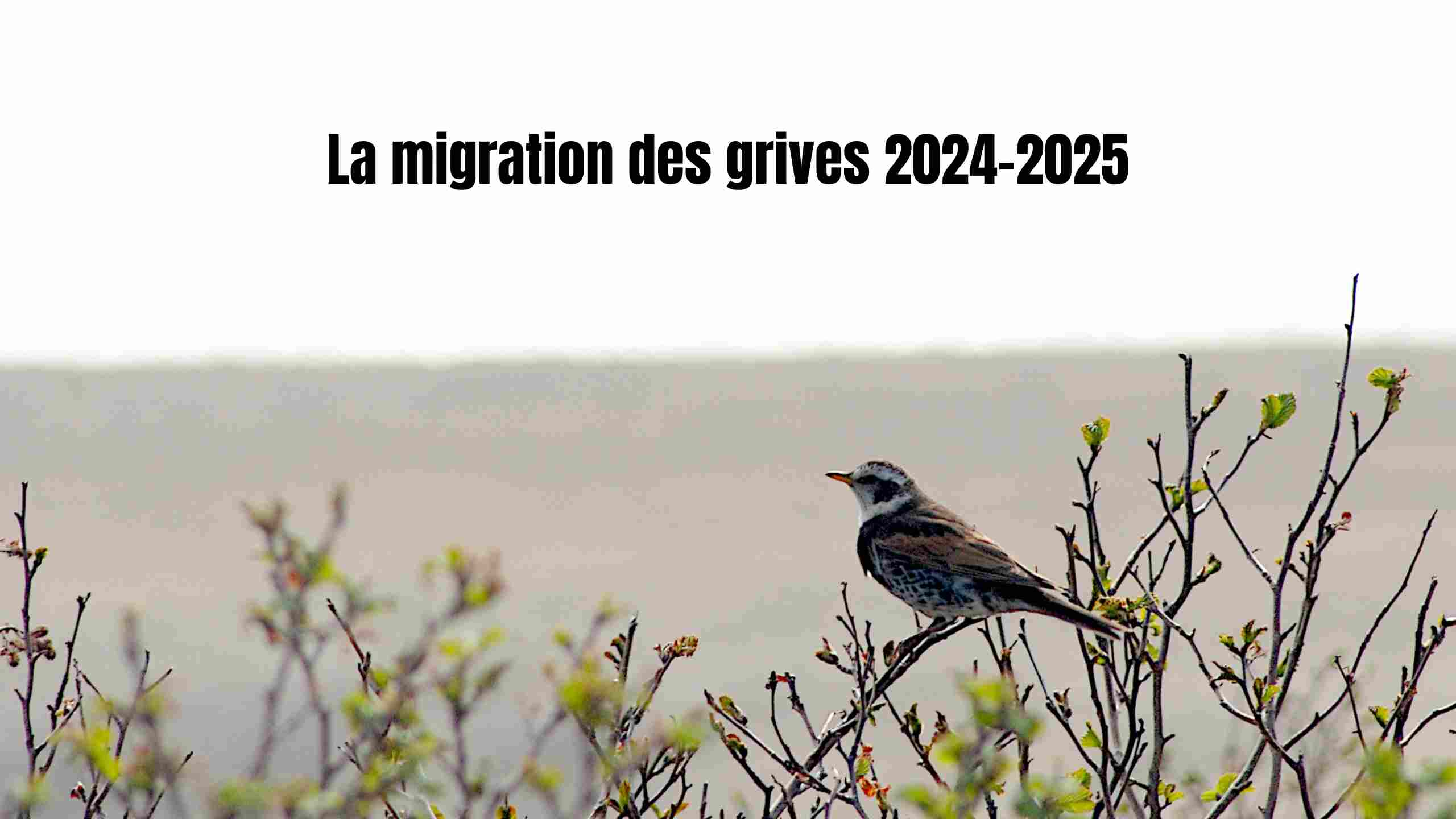 migration grives 2024 2025