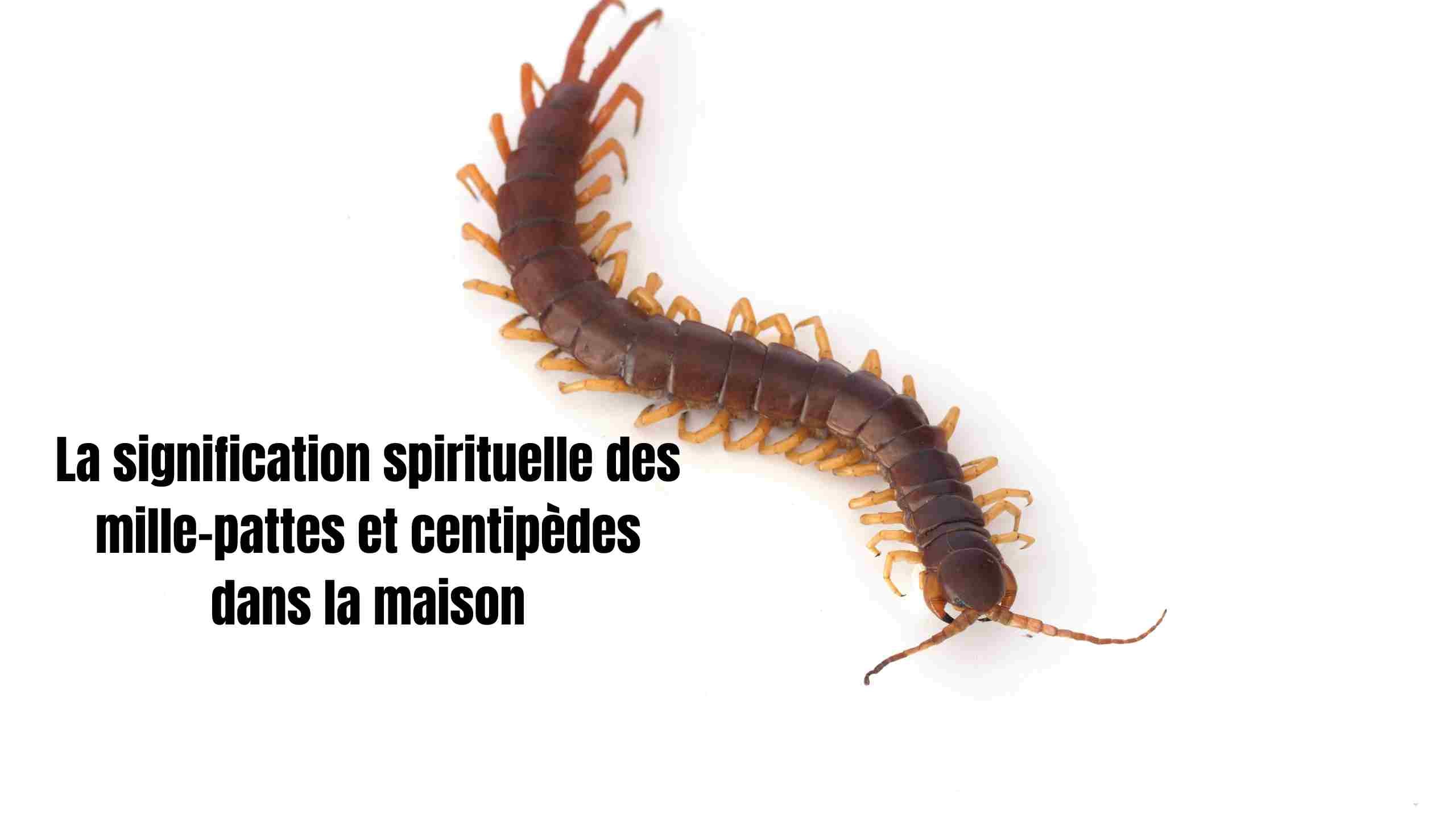 Mille-pattes dans la maison : signification, cause et solutions naturelles