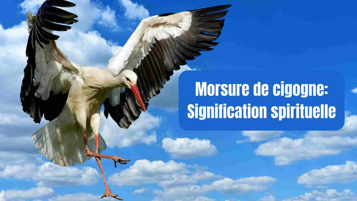 Morsure de cigogne : signification spirituelle et symboles cachés