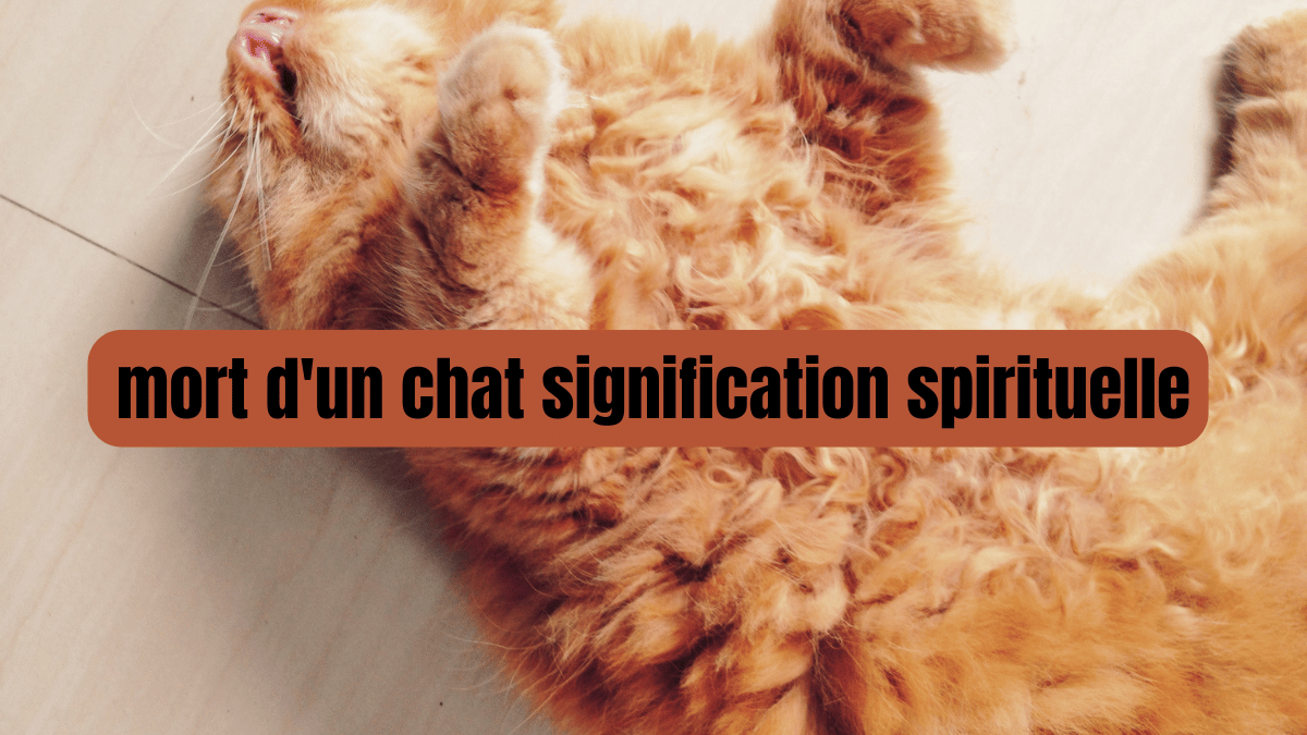 mort d'un chat signification spirituelle