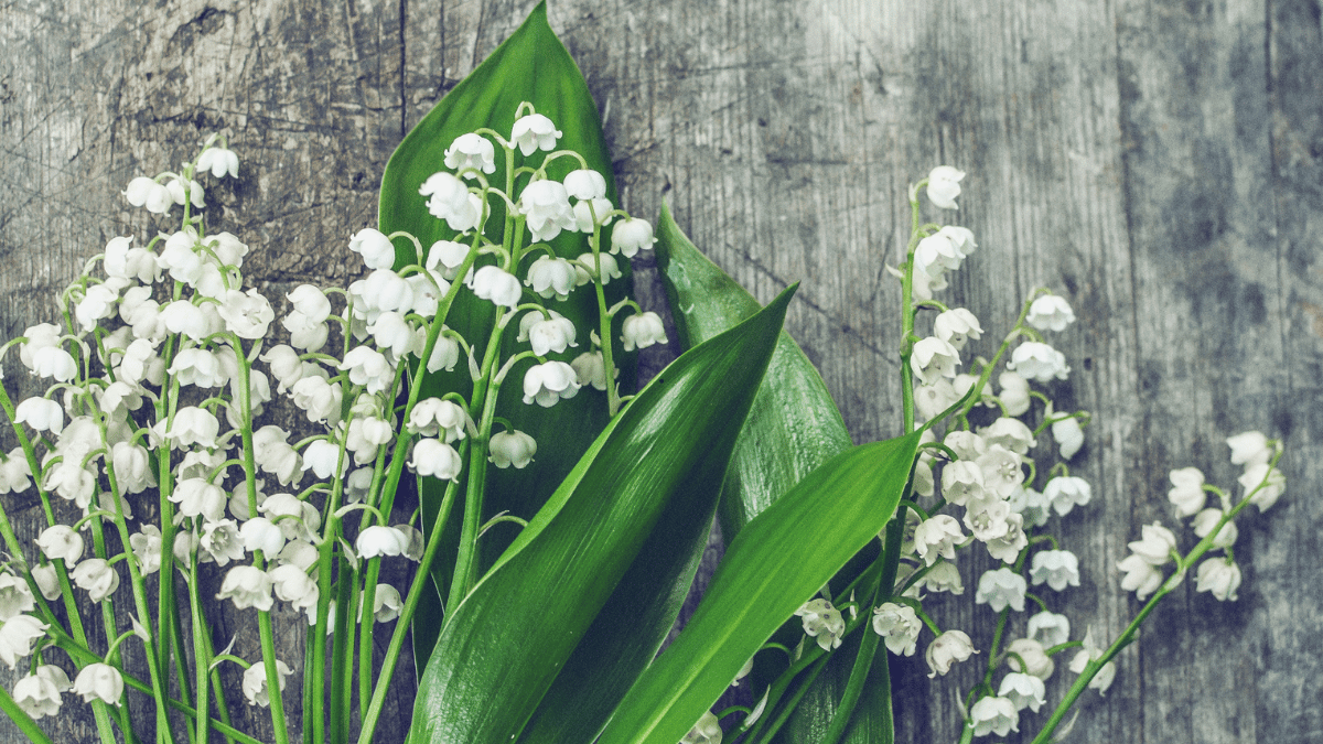 muguet porte bonheur carte