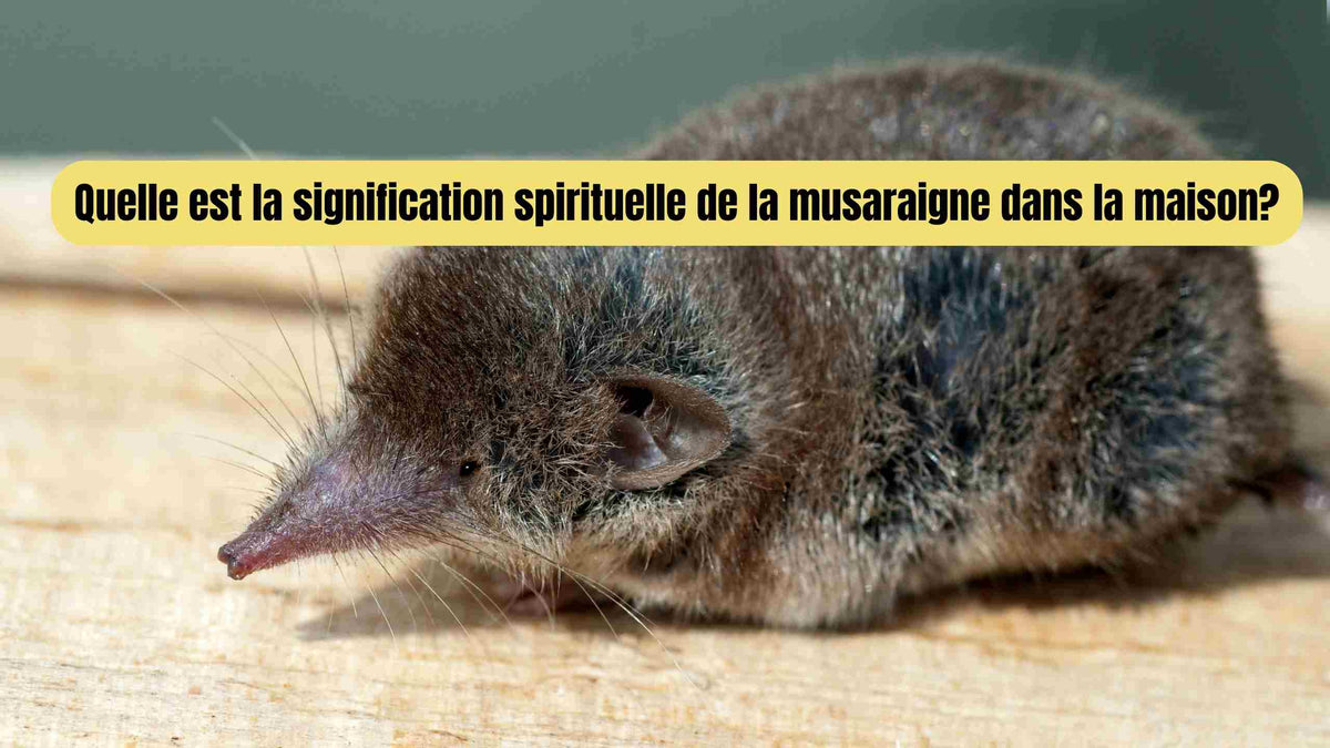 Musaraigne dans la maison : signification et message spirituel
