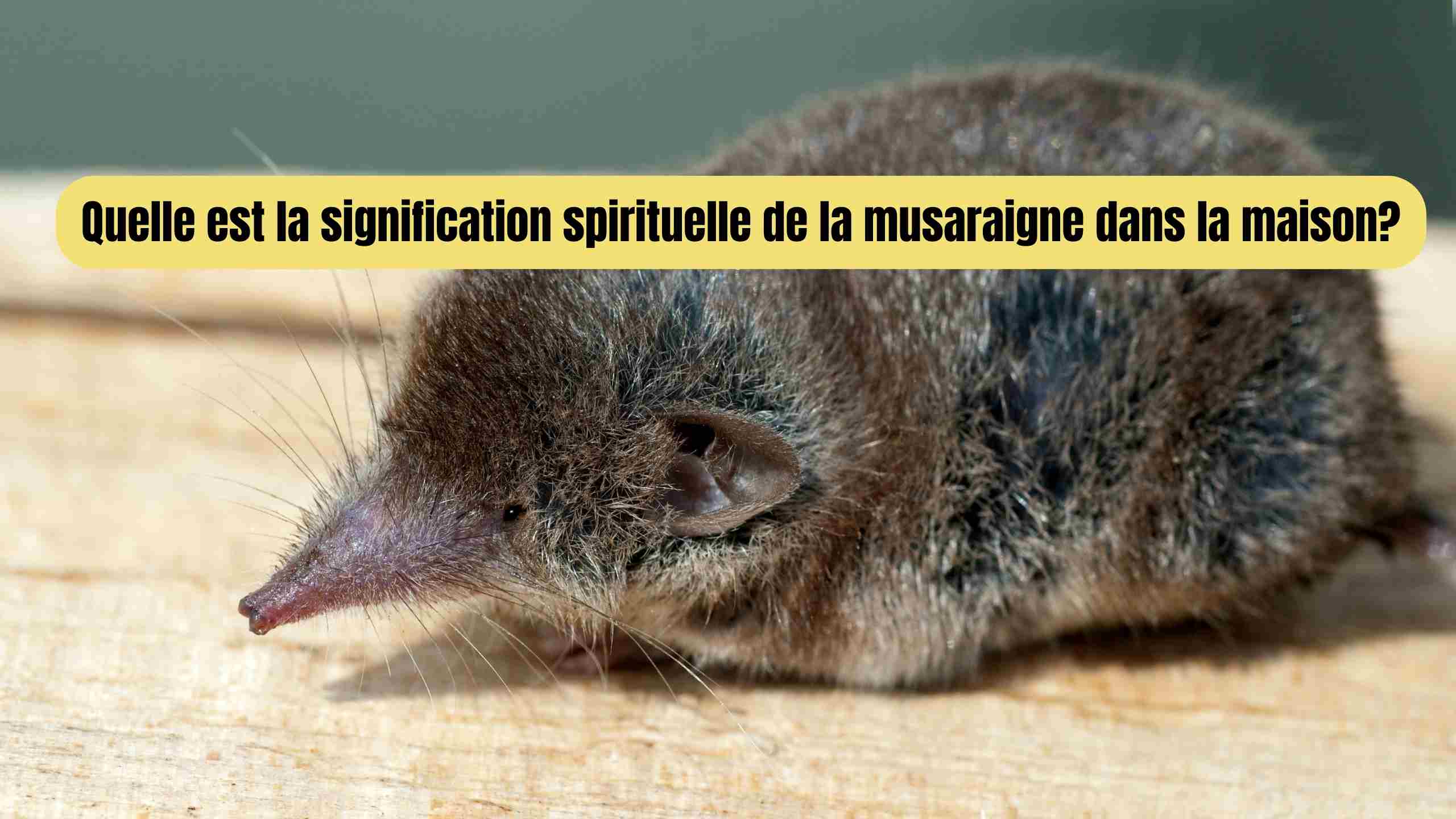 musaraigne dans la maison signification