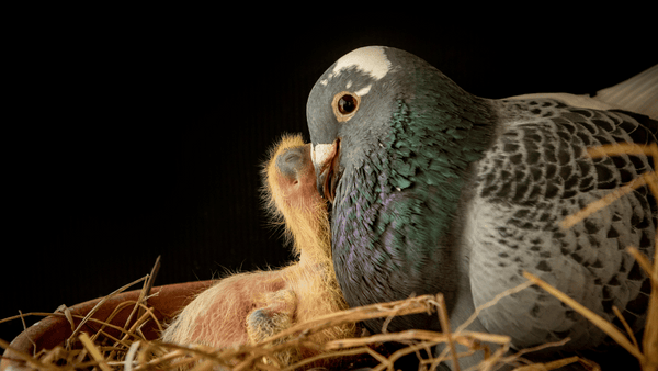 nid de pigeon