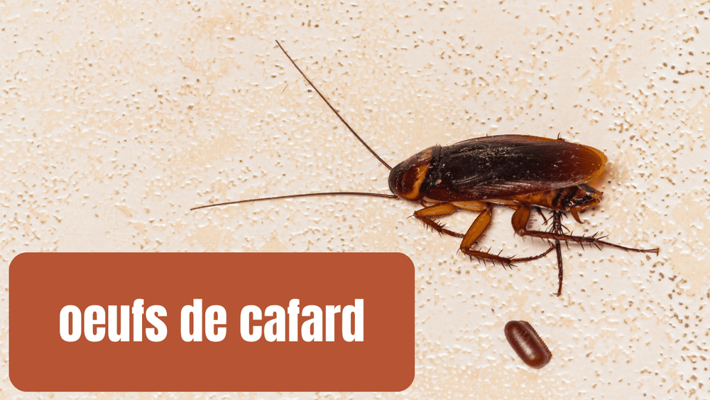 Comment se débarrasser des oeufs de cafard : Astuces efficaces et prév