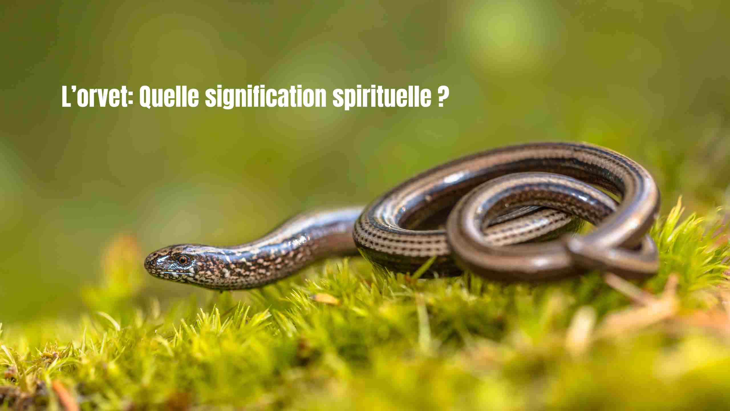 Orvet : signification spirituelle, symboles et messages cachés