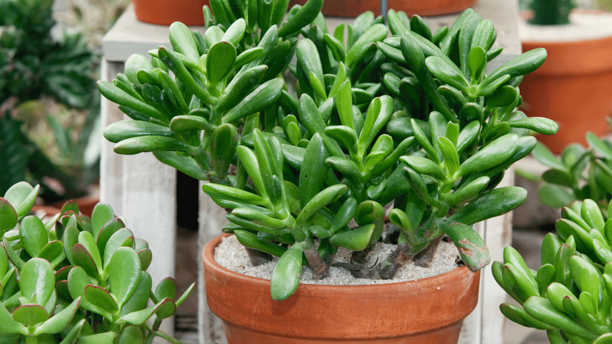 plante de jade