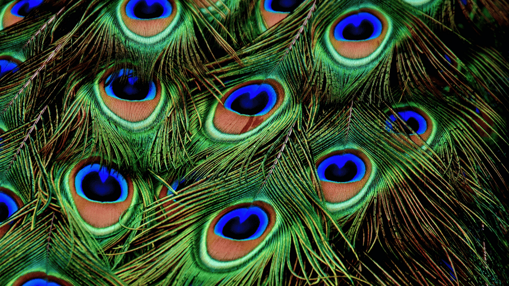 Découvrez les symboles et utilisations des plumes de paon