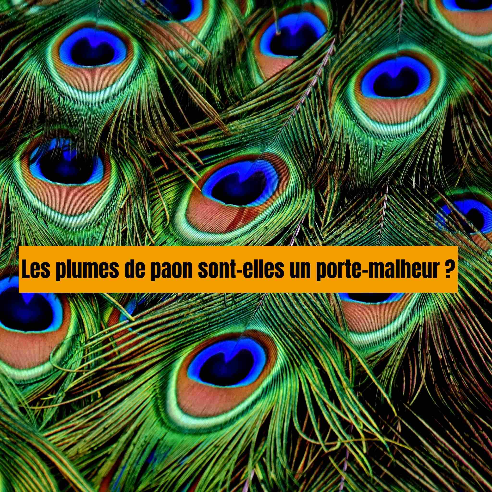 Les plumes de paon sont-elles un porte-malheur ?