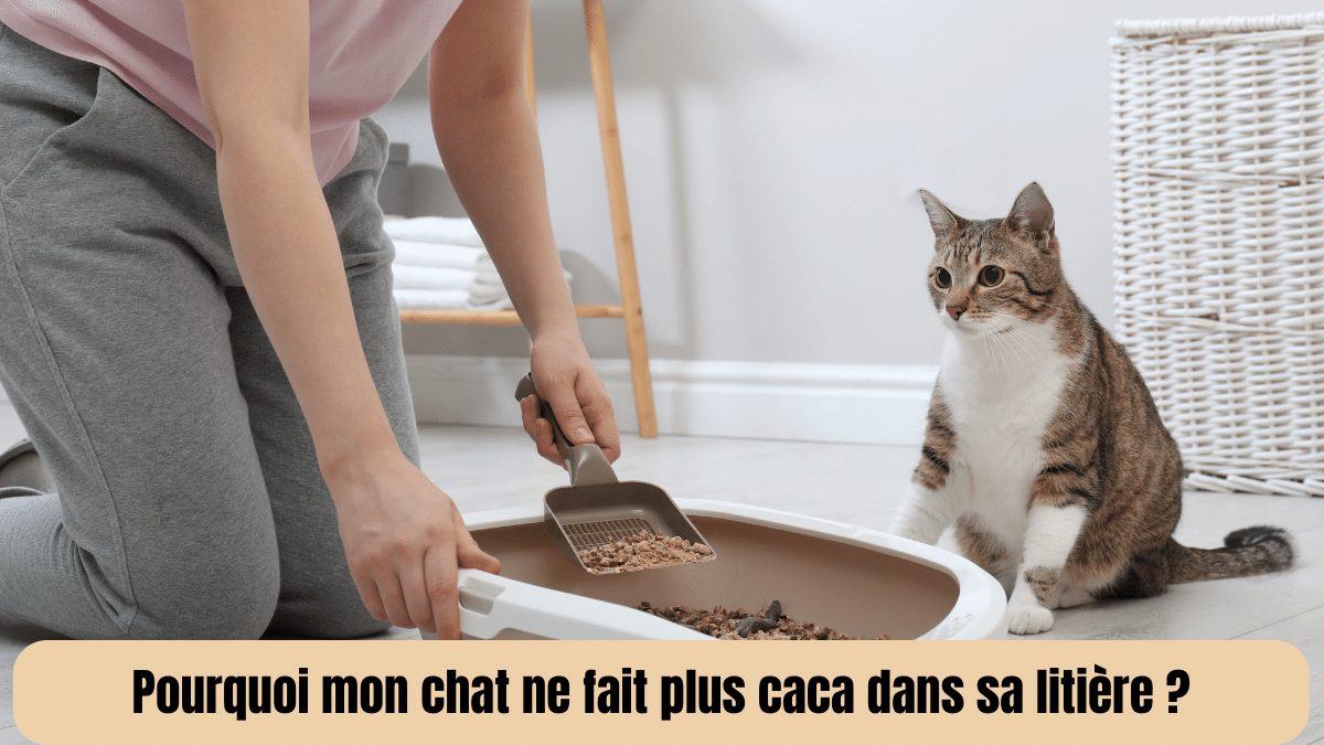 Pourquoi mon chat ne fait plus caca dans sa litière