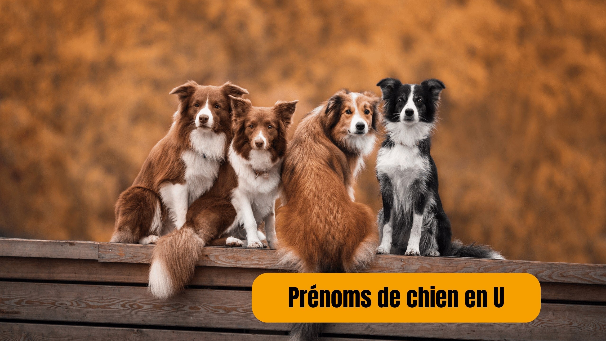 prenom de chien en U