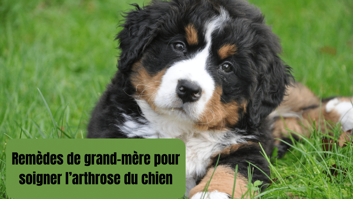 remede de grand mere arthrose chien