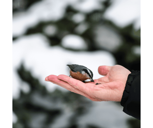 rêve oiseau dans la main