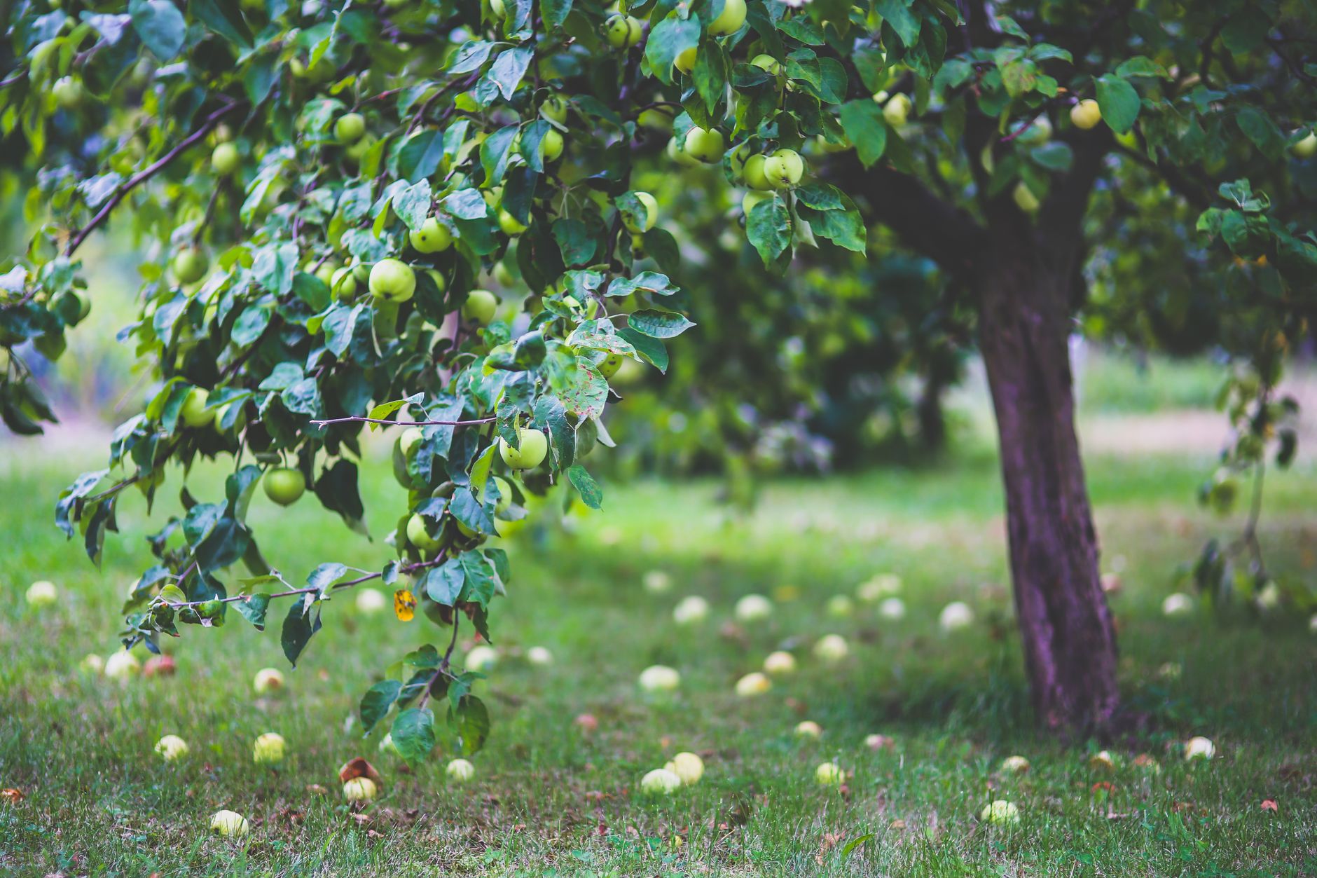 Rêver d'un arbre fruitier : signification, symboles et message astrologique
