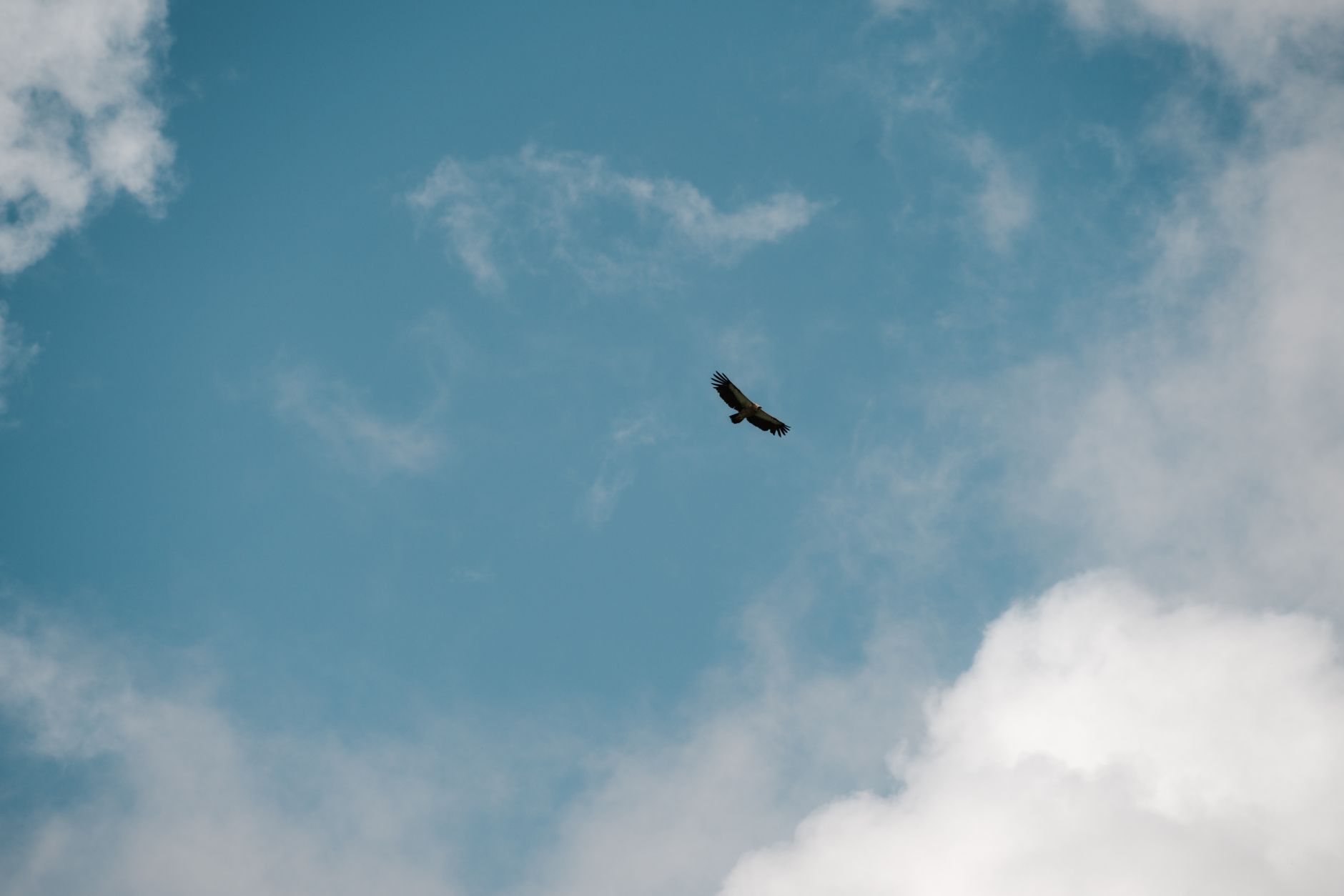 Rêver d'aigle : signification, symbolique et interprétations